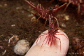   Best manicure ever Cleaner shrimp doing what he best.  